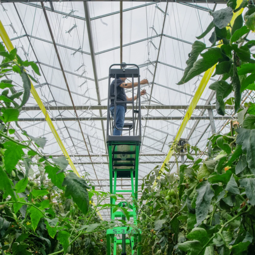 How to Improve Greenhouse Harvesting Efficiency with Picking Carts and Dump Trucks